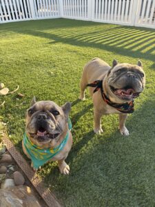 Pacific Paws grooming
