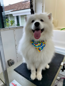Happy dog