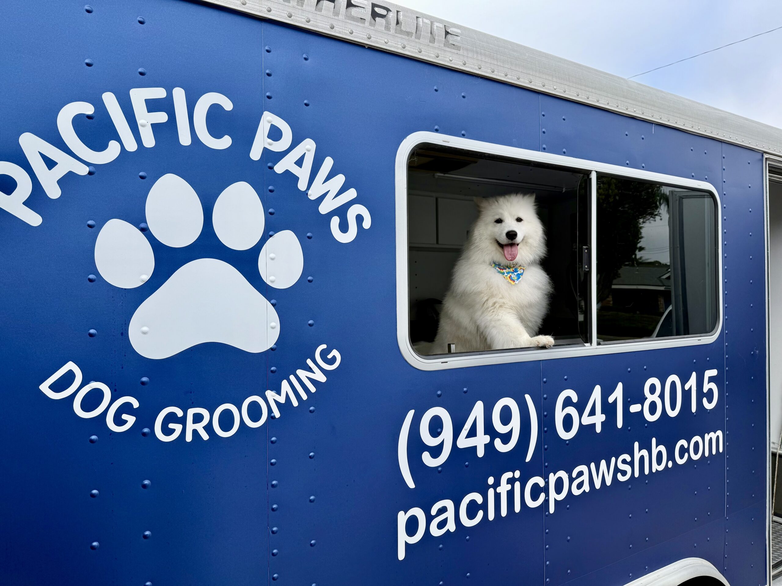 Happy groomed dog at Pacific Paws