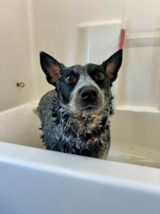 Dog before grooming