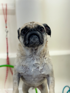 Dog before grooming