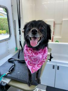 Dog after grooming