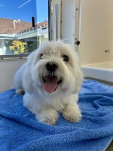 Dog after grooming