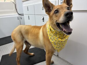Dog after grooming